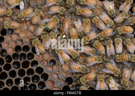 Bienen bei der Arbeit auf einem Frame in einem neuen Bienenkorb mit der Königin (tragen den weißen Fleck) Stockfoto