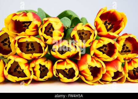 Rosenstrauss rote und gelbe Tulpen liegend vor einem weißen Hintergrund Stockfoto