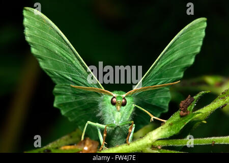 Großer Smaragd Motte (Geometra Papilionaria). Eine beeindruckend grüne Motte in der Familie Geometridae, Kopf auf unter Rasen Stockfoto