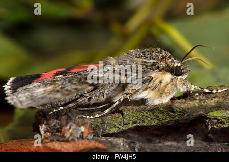 Roten Underwing (Catocala Nupta) Motte im Profil. Große Falter in der Familie Erebidae, graue Vorderflügel mit roten Hinterflügel Stockfoto