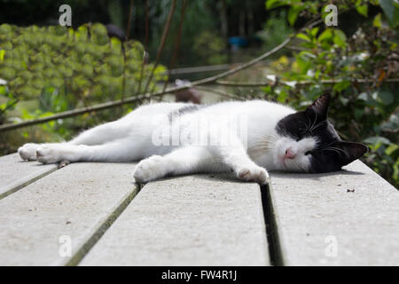 Black And White Cat, schlafen auf einem Tisch Stockfoto