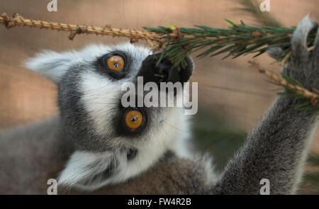 Lemur Baum essen Tannenzweig Stockfoto