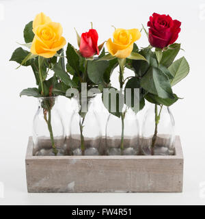 Vier Rosen in vier Vasen in Holzkiste, isoliert auf weißem Hintergrund Stockfoto