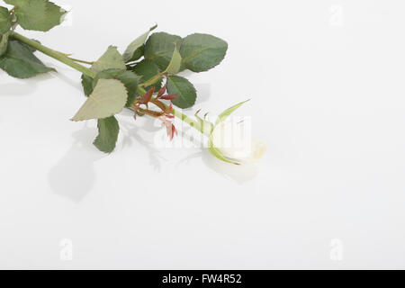 Weiße rose, isoliert auf weißem Hintergrund Stockfoto
