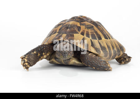 griechische Landschildkröte, Testudo Hermanni Stockfoto