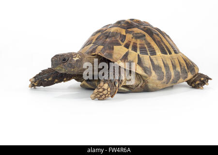 Griechische Landschildkröte, Testudo Hermanni Stockfoto