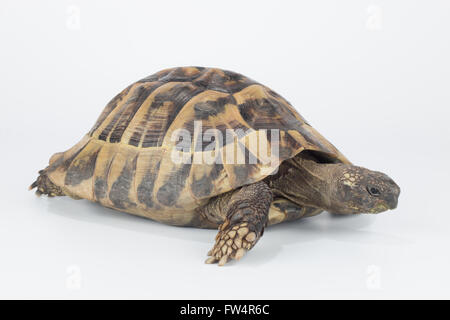 Griechische Landschildkröte, Testudo Hermanni Stockfoto