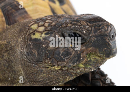 Closeup Schildkröte Kopf Stockfoto