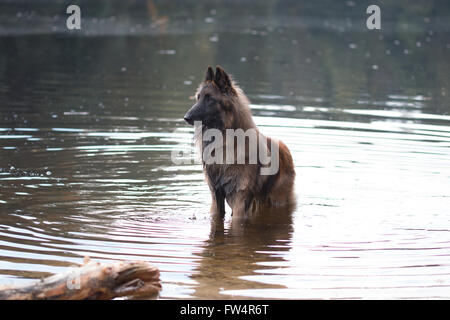 Hund, Belgischer Schäferhund Tervuren, im Wasser stehend Stockfoto