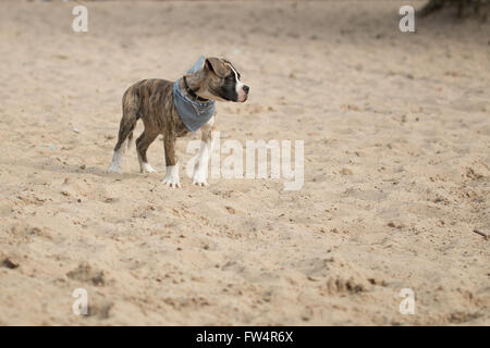 Welpen Boxer Hund Stockfoto