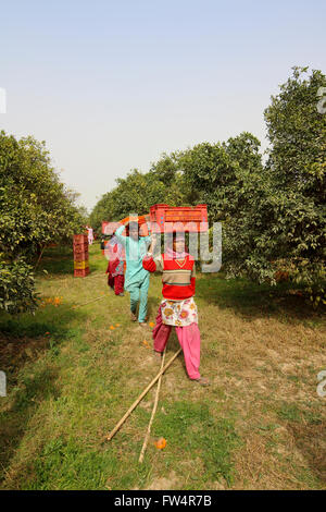 Frauen, die die Kisten mit frisch geerntete Orangen durch einen Obstgarten im ländlichen Rajasthan, Indien. Stockfoto