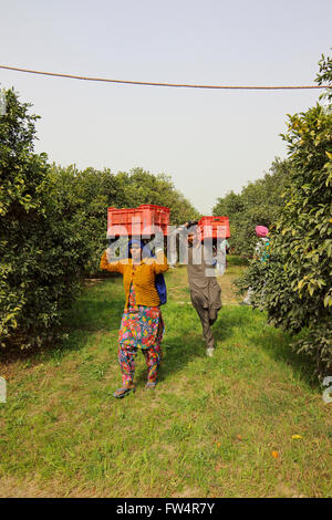 Männer und Frauen, die Kisten mit frisch geerntete Orangen durch einen Obstgarten in Rajasthan, Indien. Stockfoto