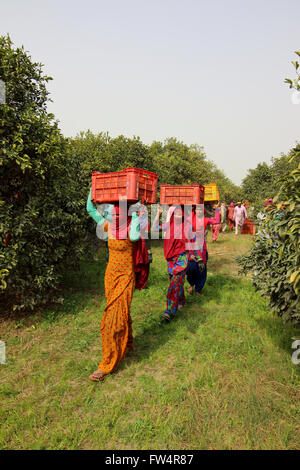 Männer und Frauen, die Kisten mit frisch geerntete Orangen durch einen Obstgarten in Rajasthan, Nordindien. Stockfoto