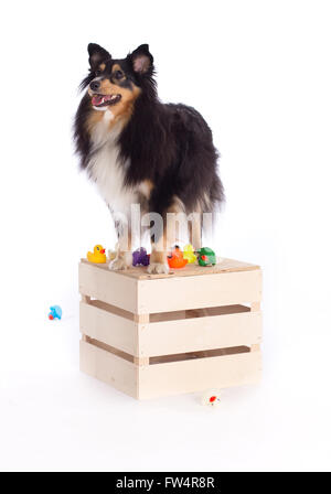 Shetland Sheepdog stehend auf Holzkiste, isoliert auf weißem Hintergrund Stockfoto