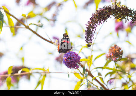 Tagpfauenauge auf Blume Stockfoto