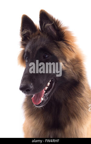 Kopfschuss von einem Hund, belgische Schäferhund Tervuren, weißen Hintergrund Stockfoto