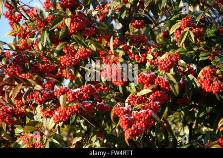 Fülle von roten Beeren füllen das Bild, wächst an einem Cotoneaster (cornubia) Baum an einem sonnigen Wintertag mit Besprühen der Schnee Stockfoto