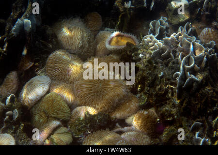 Korallen im Flachwasser bei Ebbe vor der Küste von Thailand Stockfoto