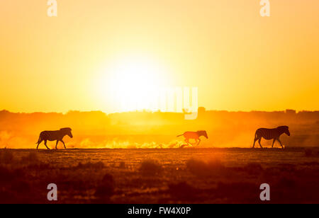 Silhouette Zebra Familienwanderung über den afrikanischen Sonnenuntergang mit einem Baby Zebra Rennen entlang in den Staub Stockfoto