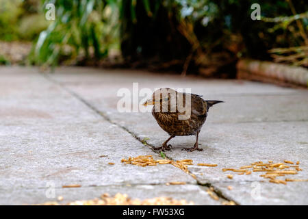 Junge weibliche Amsel Essen Mehlwürmer auf Terrasse im heimischen Garten Gloucestershire England UK zeitigen Frühjahr Stockfoto