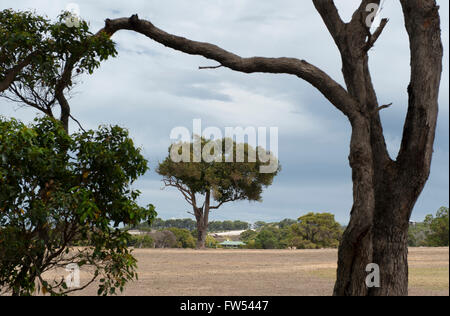 Typische Landschaft mit Bauernhof land entlang Caves Road in der Margaret River Region, Western Australia, Australien Stockfoto