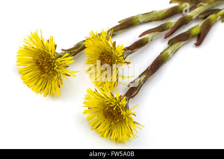 Blumen von Foalfoot (Tussilago Farfara), isoliert auf weißem Hintergrund Stockfoto