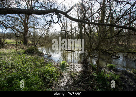 Sonne scheint durch die Bäume in einem finsteren Wald, Stockfoto