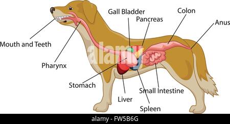 Abbildung des Verdauungssystems von der Anatomie des Hundes Stock Vektor