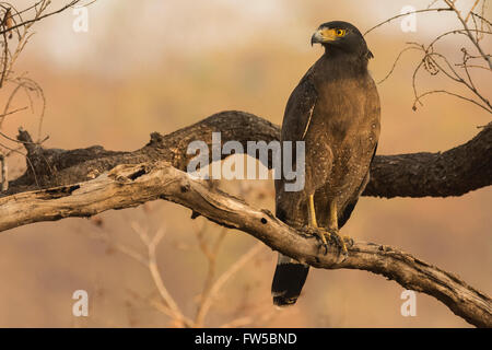 Crested Schlange Adler (Spilornis Cheela) im Shoolpaneshwar Wildlife Sanctuary, Gujarat, Indien Stockfoto