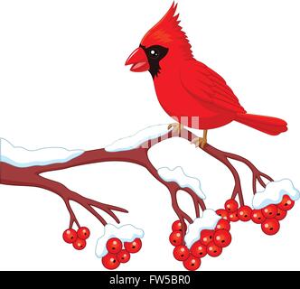 Cartoon-schönen kardinalen Vogel posiert auf der Beere Baum Stock Vektor
