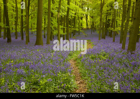 Ein Weg durch ein Bluebell und Buche Holz Stockfoto