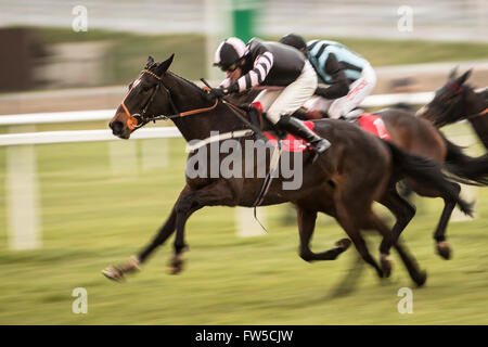 Pferderennen, Newbury Racecourse, 5. März 2016 Sams Abenteuer gewinnt die Stoßstange Rennen in Newbury Stockfoto