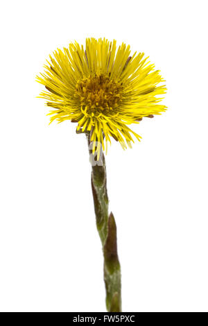Blume des Foalfoot (Tussilago Farfara), isoliert auf weißem Hintergrund Stockfoto
