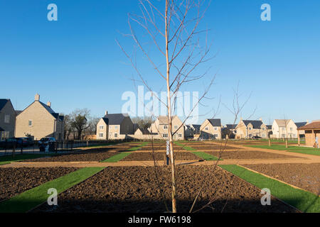 Kleingärten auf eine neue Wohnsiedlung am Stadtrand von Cotswold Markt Stadt Fairford in Gloucestershire, England, UK Stockfoto