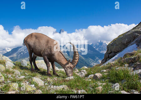 Alpensteinbock (Capra Ibex) in Mont-Blanc - Frankreich Stockfoto