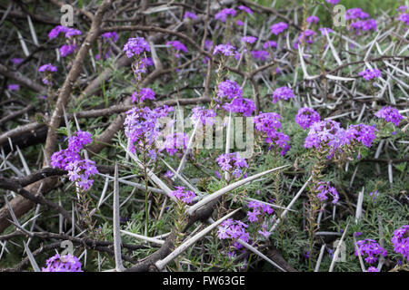 Foto von wilden Eisenkraut lila Blumen und Akazie Dornen Stockfoto