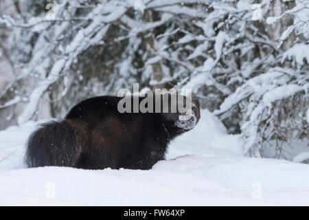 Vielfraß (Gulo Gulo) im Schnee, in Gefangenschaft, Trones, Norwegen Stockfoto