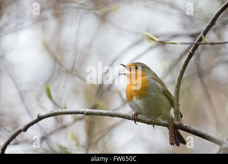 Singende Rotkehlchen (Erithacus Rubecula) thront auf einem Zweig, Hessen, Deutschland Stockfoto