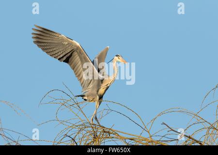 Graue Reiher (Ardea Cinerea) bei der Landung auf den Zweigen einer Weide (Salix), Hessen, Deutschland Stockfoto