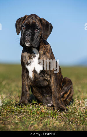 Boxer Welpen, braun gestromt, sitzen auf einer Wiese, Nord-Tirol, Österreich Stockfoto