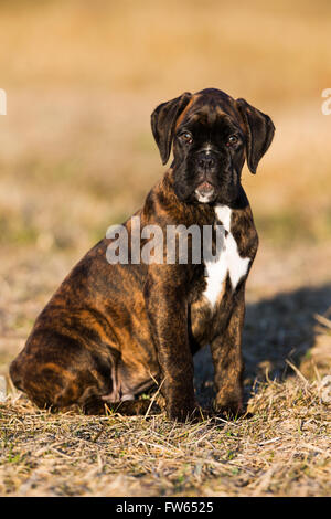 Boxer Welpen, braun gestromt, sitzen auf einer Wiese, Nord-Tirol, Österreich Stockfoto