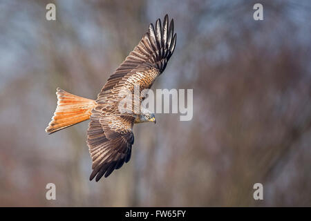 Rotmilan (Milvus Milvus) im Flug, mittlere Elbe-Biosphärenreservat, Sachsen-Anhalt, Deutschland Stockfoto