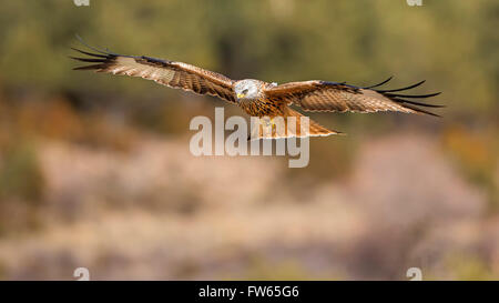 Rotmilan (Milvus Milvus) im Flug, mittlere Elbe-Biosphärenreservat, Sachsen-Anhalt, Deutschland Stockfoto