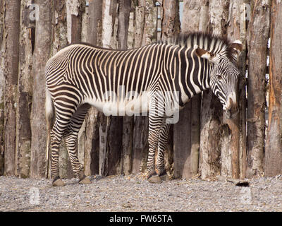 Eine Grevy-Zebra (Equus Grevyi) gegen einen Zaun gemacht aus Protokollen getarnt Stockfoto