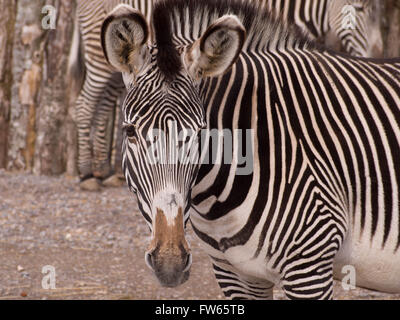 Eine Grevy-Zebra (Equus Grevyi) gegen einen Zaun gemacht aus Protokollen getarnt Stockfoto