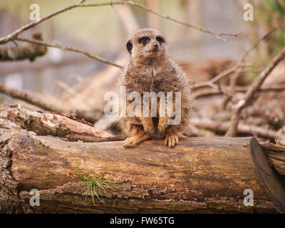 Ein Erdmännchen (Suricata Suricatta) auf der Hut saß auf einem Baumstamm Stockfoto