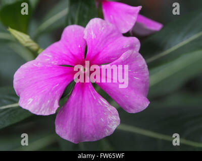 Rosige Immergrün (Catharanthus Roseus), auch bekannt als das Madagaskar-Immergrün Stockfoto