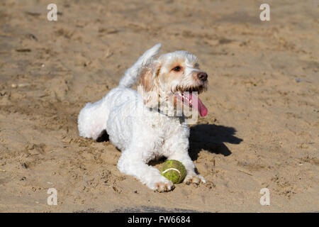 Labradoodle ein glücklicher Hund, der am New Brighton Beach, Wallasey, Merseyside, Großbritannien, spielt Stockfoto
