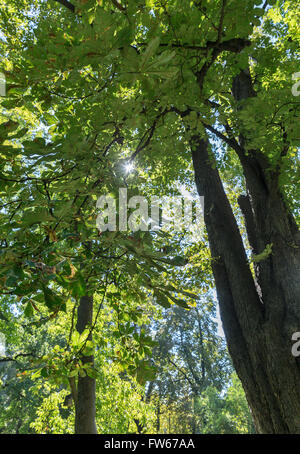 Sonnenstrahlen, die durch den oberen Ästen der Bäume im park Stockfoto