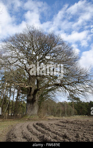 Alte mächtige geschützte Eiche in einer Landschaft im Frühling Stockfoto